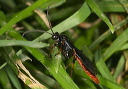 wasp_sp716